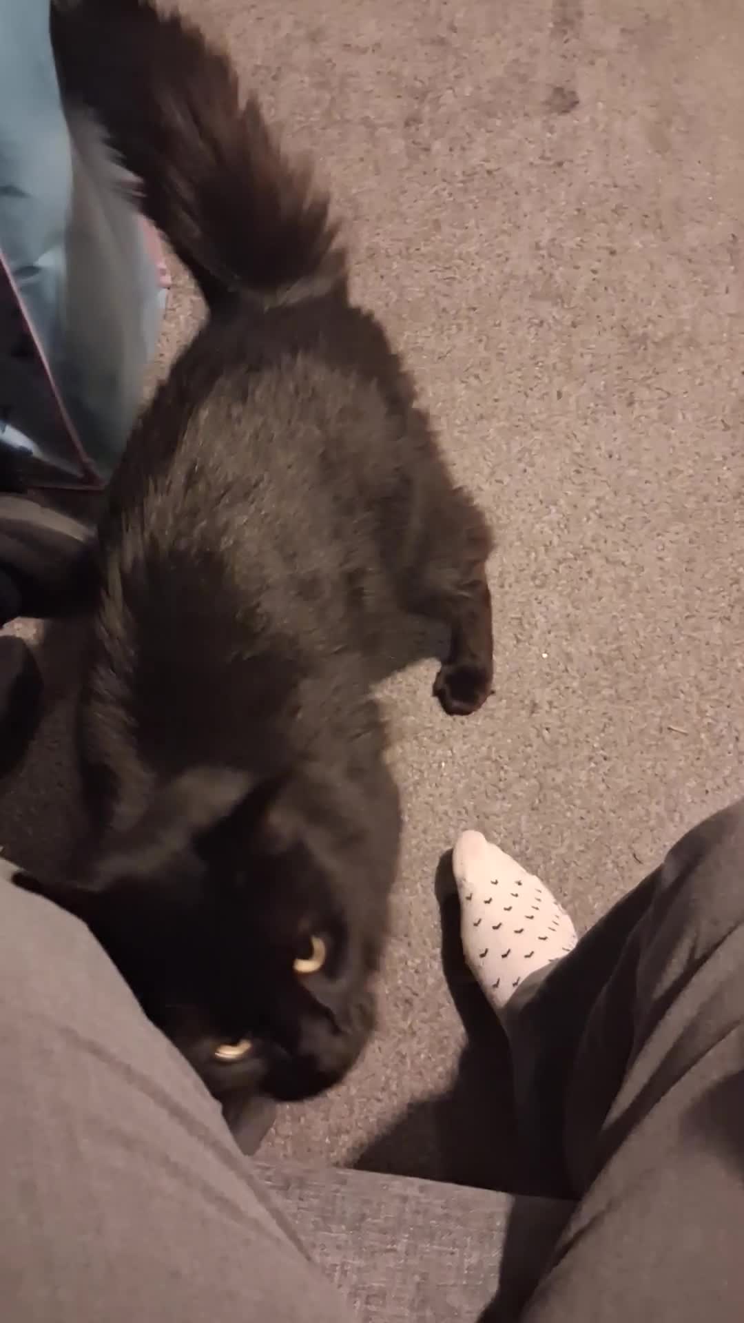 Mixed Breed cats for sale: Brother & sister in Newport - Video 1