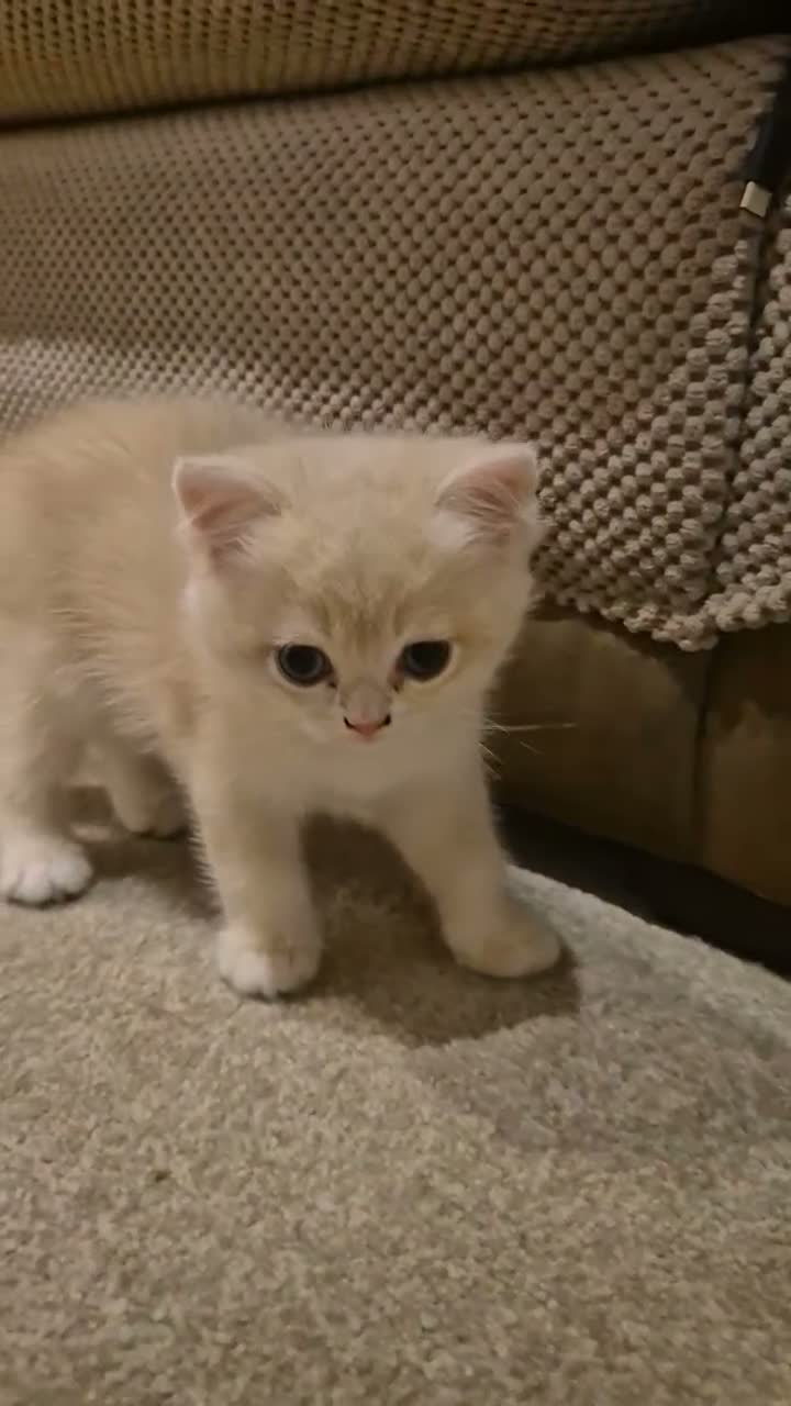 British Shorthair cats for sale: The Tik Tok Party kittens  - Video 1
