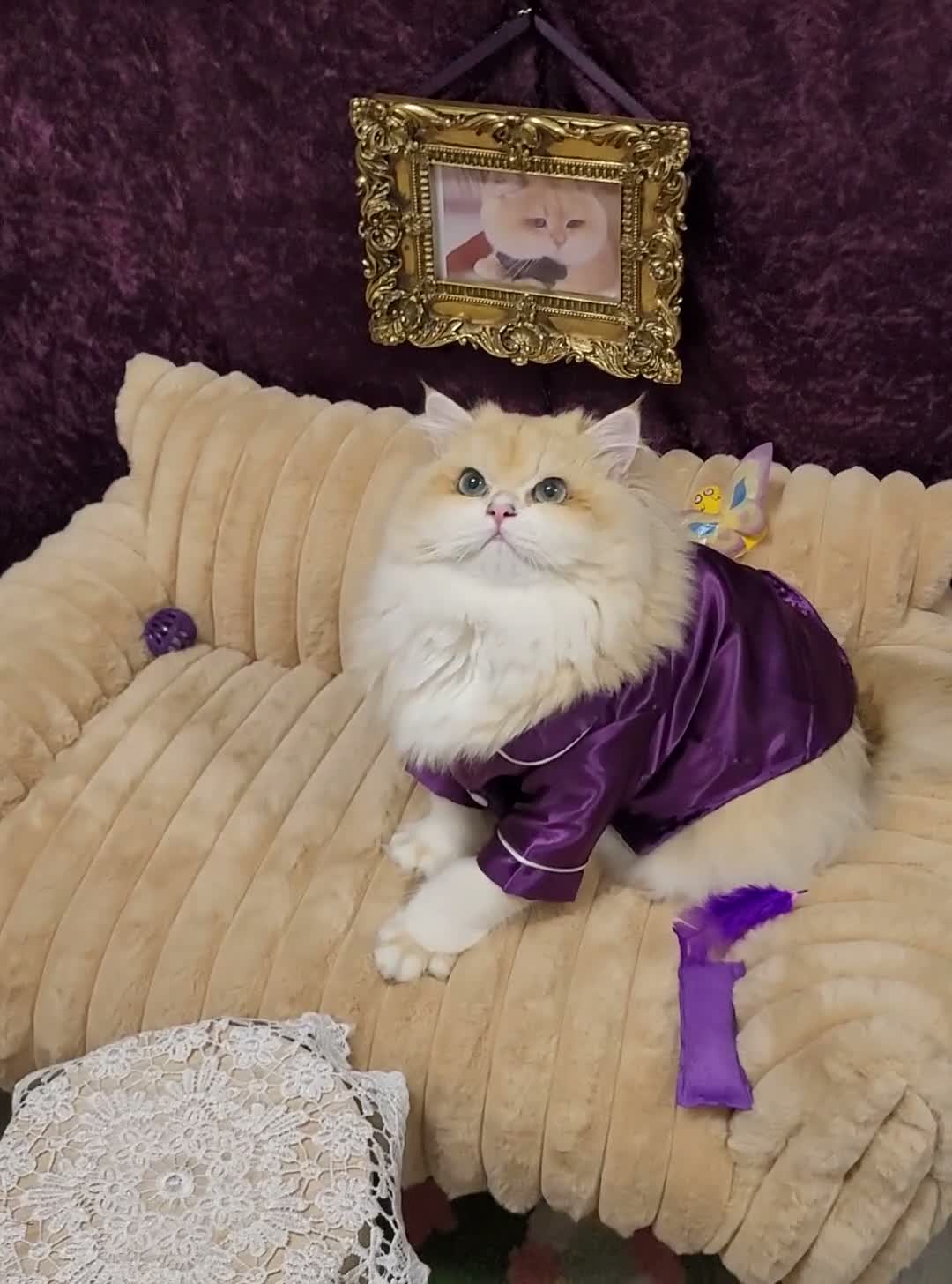 British Longhair cats for stud: BLH Golden Tipped NY12 Cheeky green 👀 stud - Video 1