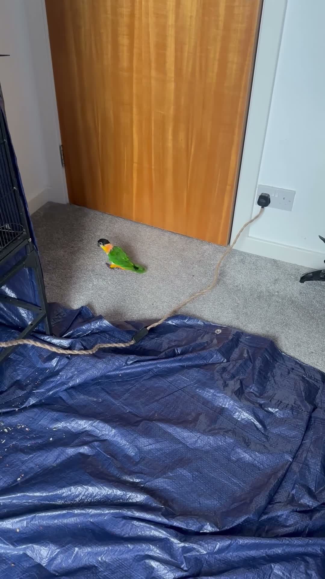 Parrots birds for sale: Beautiful caique breeding pair - Video 2