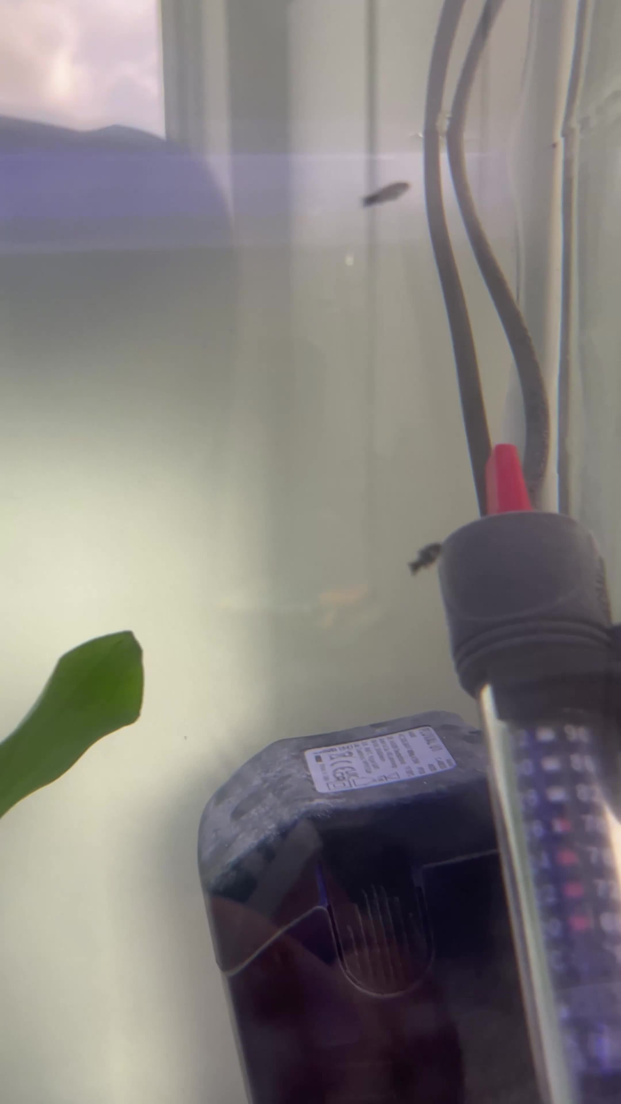 Mollies fish for sale: Baby Mollie Fish - Video 1