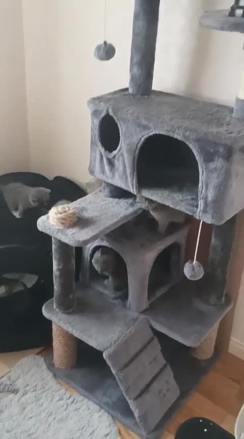 Scottish Fold cats for sale: I will take off the Scotch in Newry - Video 1