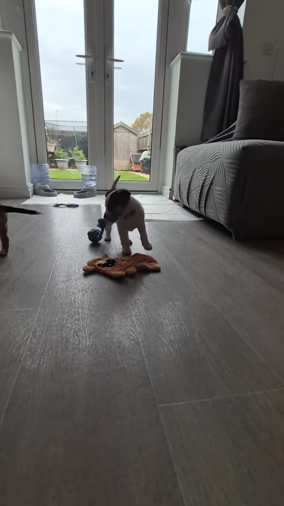 Mixed Breed dogs for sale: Jack chi puppy - Video 3