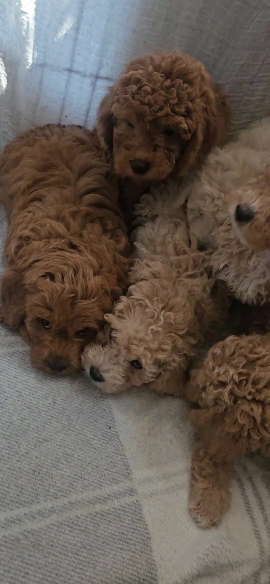 Mini Goldendoodle dogs for sale: Toy Goldendoodle Pups✨READY TO GO TO FOREVER HOMES - Video 3