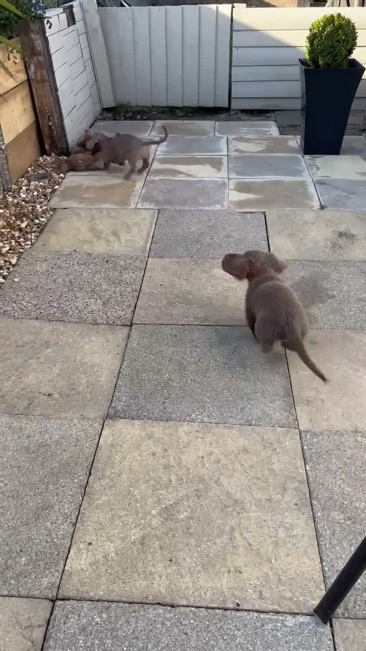 Dachshund dogs for sale: Miniature isabella and tan dachshunds £900-£1100 - Video 2