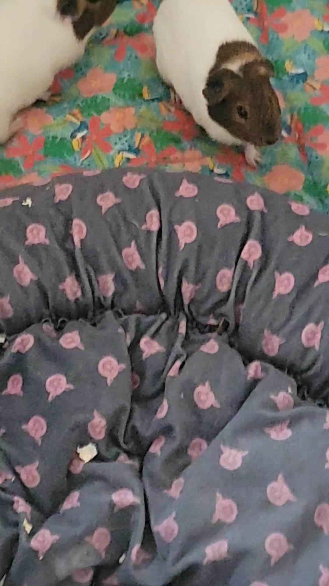 Guinea Pig rodents for sale: 2 female Guinea pigs  - Video 2
