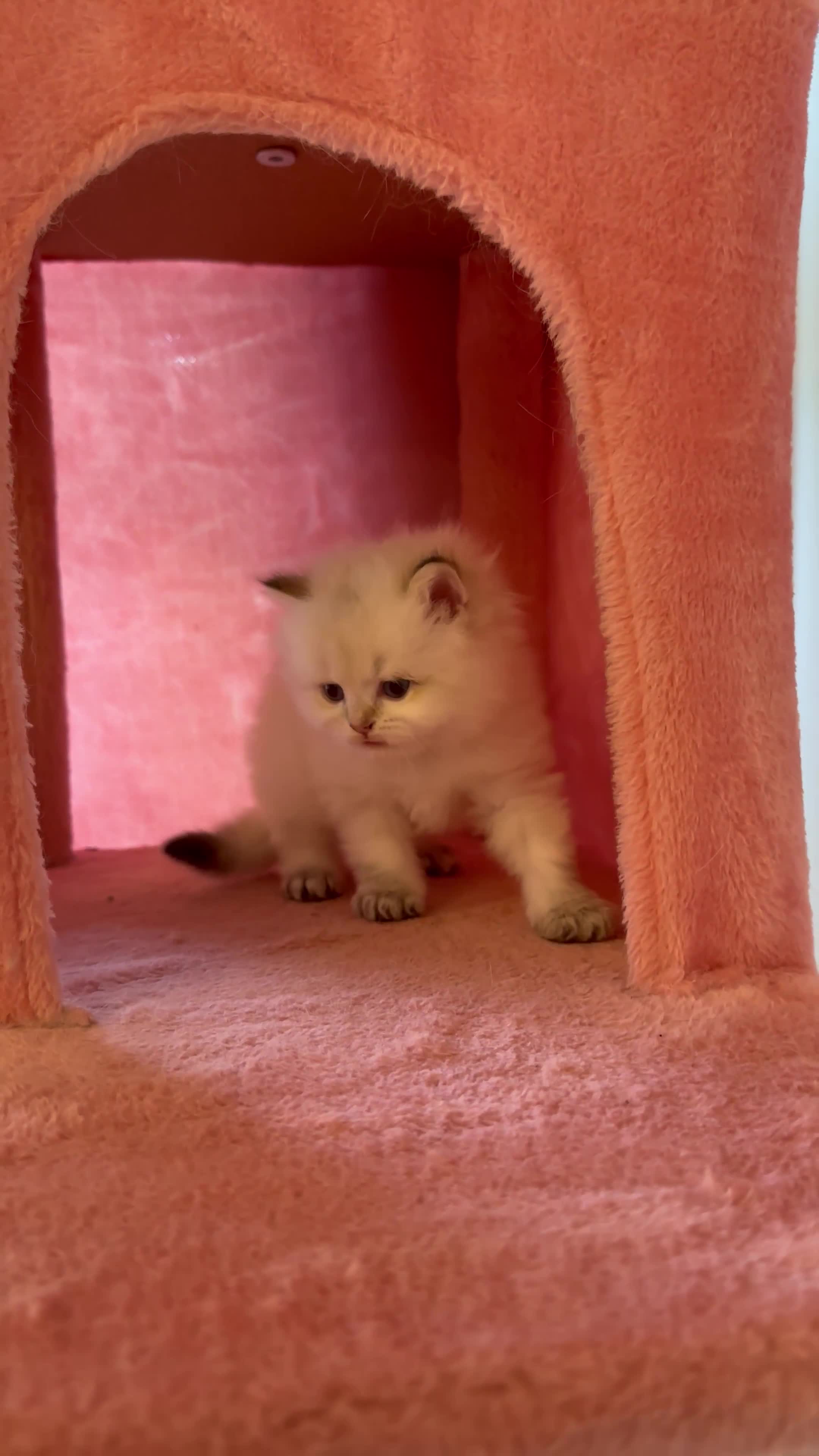British Longhair cats for sale: TOP QUALITY BRITISH LONG HAIR KITTEN BOY  - Video 2