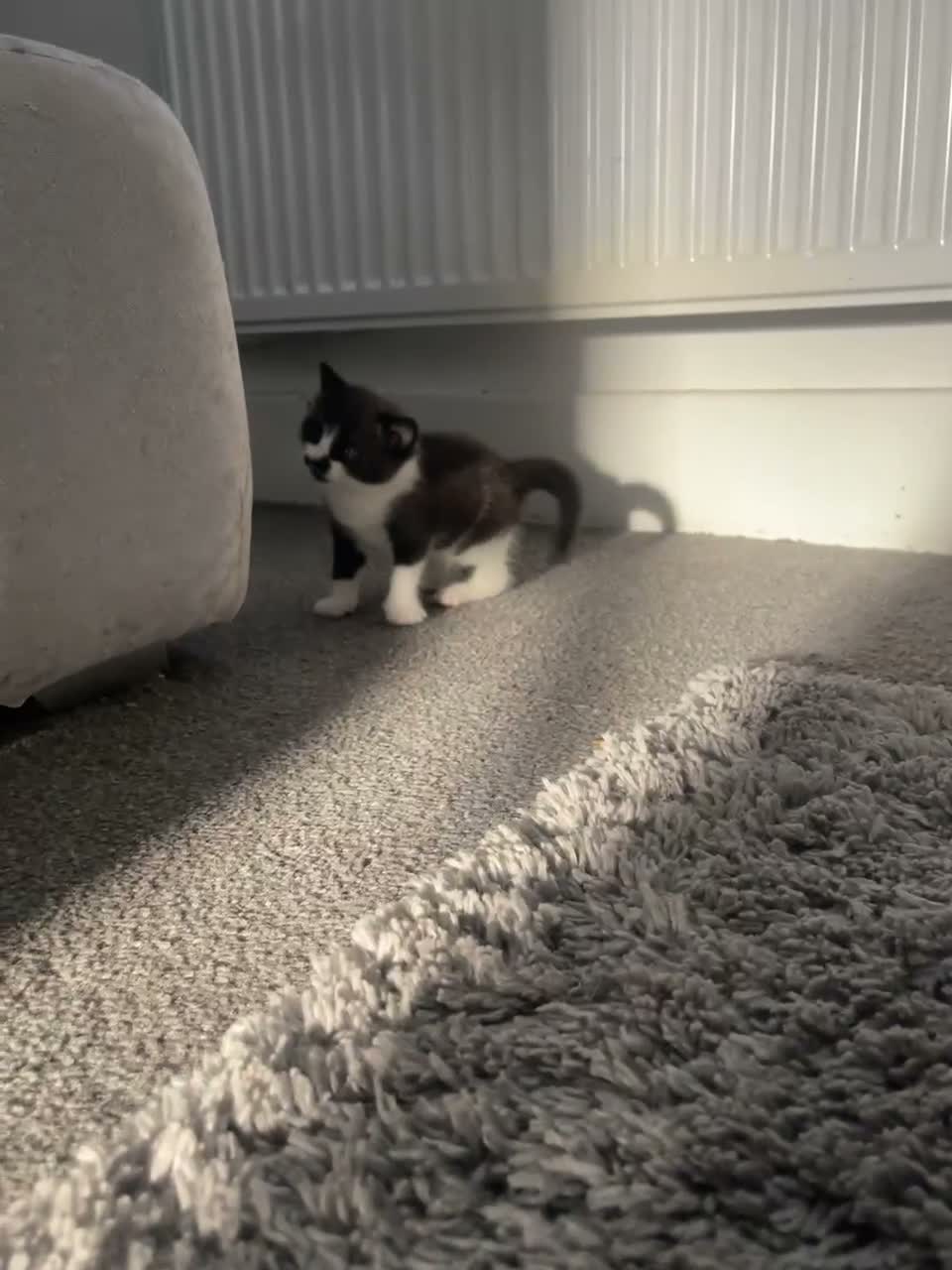 Mixed Breed cats for sale: Beautiful boy kitten - Video 1
