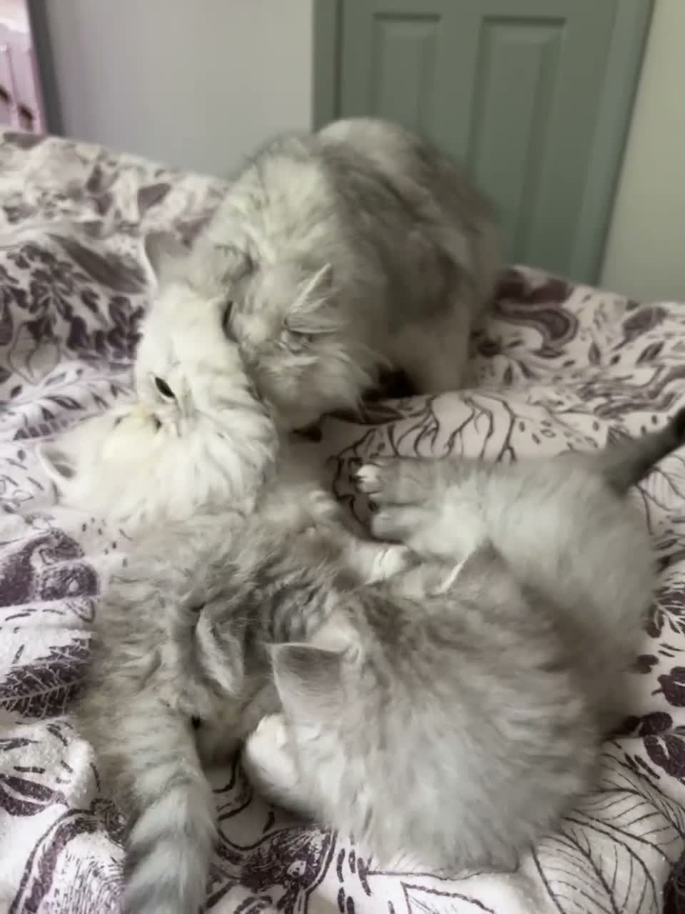 Mixed Breed cats for sale: Beautiful Fluffy Kittens – BritishLonghair&Ragdoll in Penicuik - Video 2