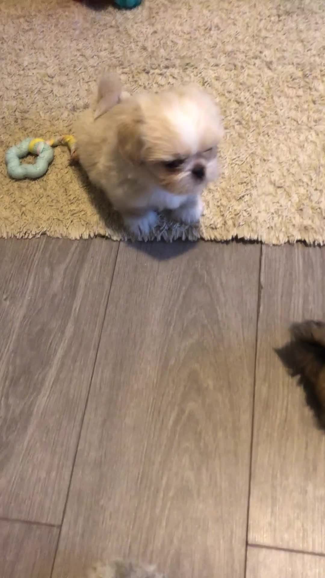 Mixed Breed dogs for sale: Adorable fluffy shihtzu pups - Video 1