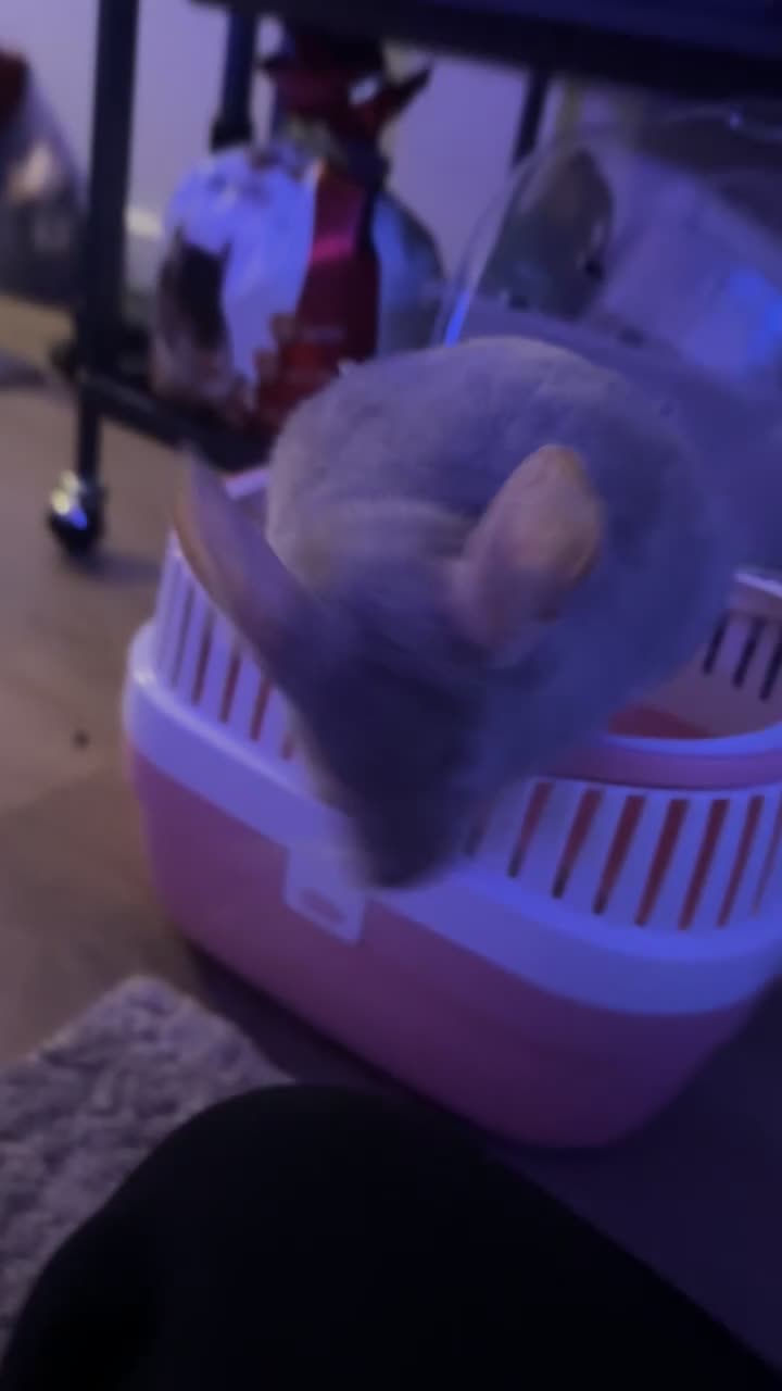 Chinchilla rodents for sale: Two Male chinchillas  in Pontypridd - Video 1