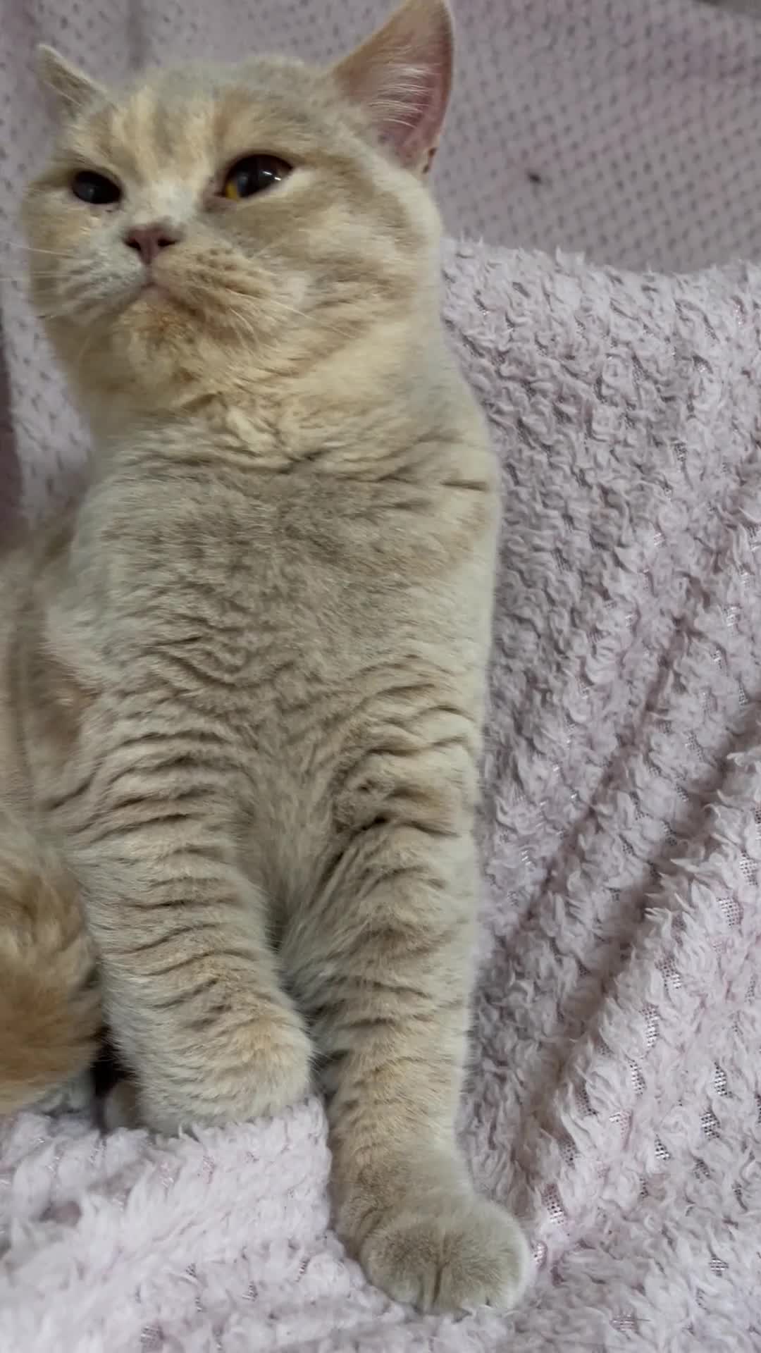 British Shorthair cats for sale: Stunning GCCF Registered Active Female - Video 1