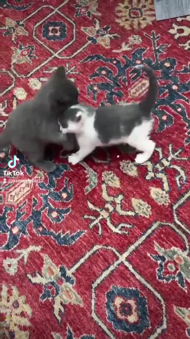 British Shorthair cats for sale: British Shorthair  - Video 2