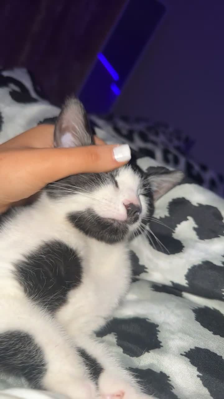 Mixed Breed cats for sale: 2 male kittens  in Edinburgh - Video 3