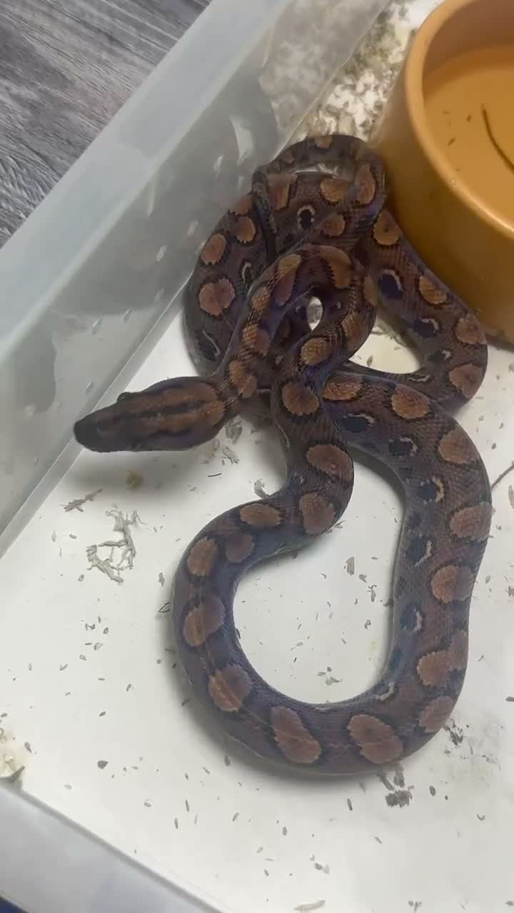 Boa Snake reptiles for sale: 2xcorn snakes 1xrainbow tree boa £ IN DESCRIPTION - Video 2