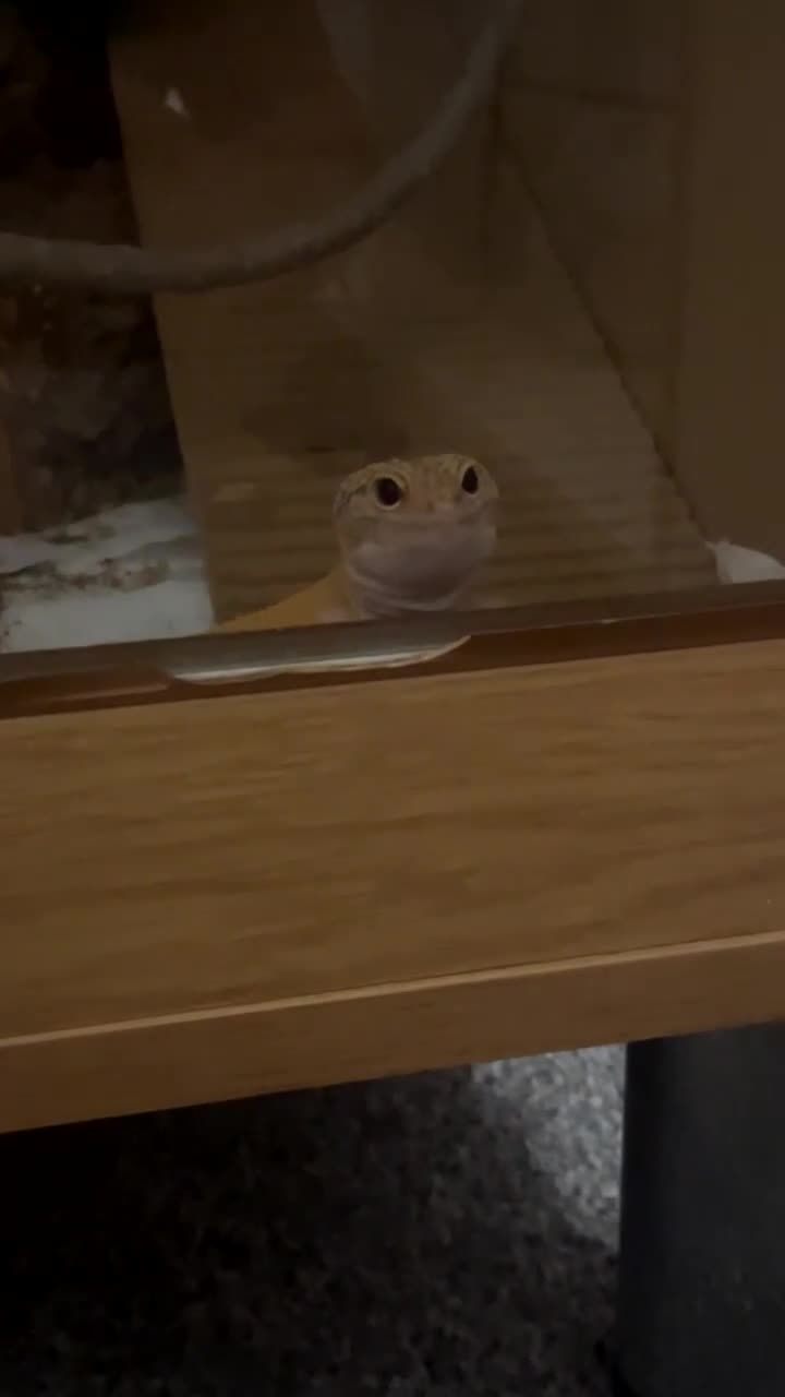 Leopard Gecko reptiles for sale: Tangerine albino leopard gecko  in Motherwell - Video 1