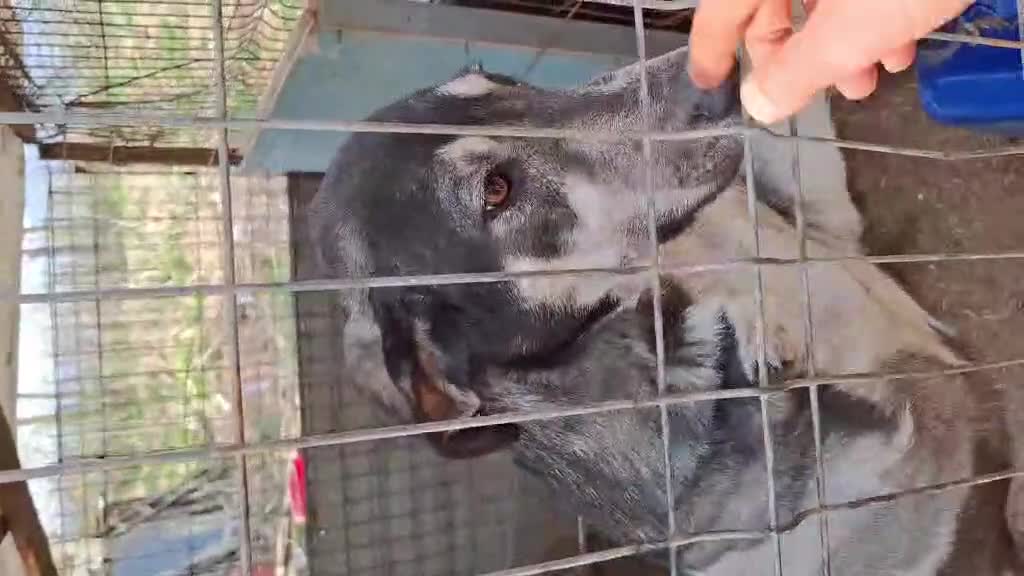 Mixed Breed dogs for adoption: Meet Dutch ❤️‍🩹 - Video 1