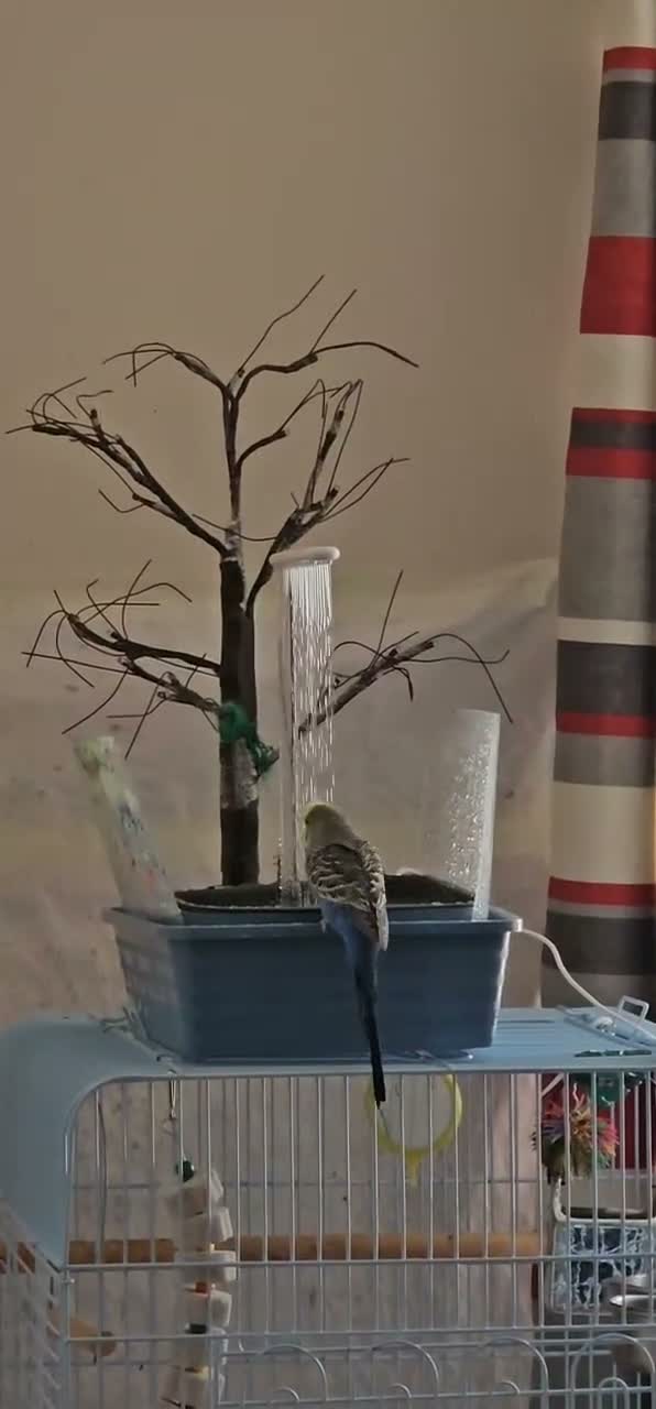 Budgerigars birds for sale: Hand Tamed Budgies for Sale-Weston Super Mare - Video 1
