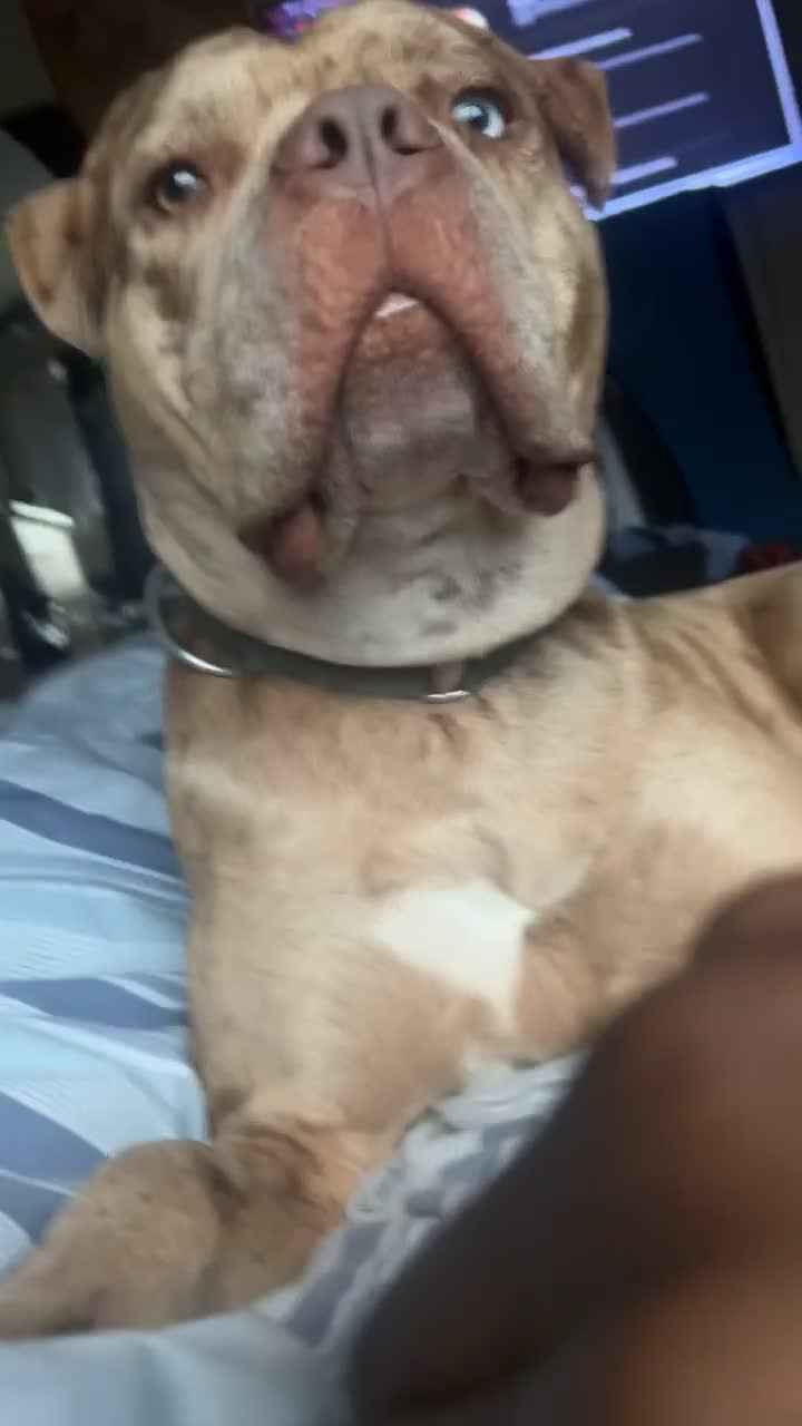 Mixed Breed dogs for sale: American Bully 4 Years Rehome  - Video 1