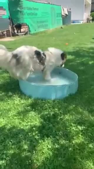 Mixed Breed dogs for adoption: Novie (Collie mix) - Video 3