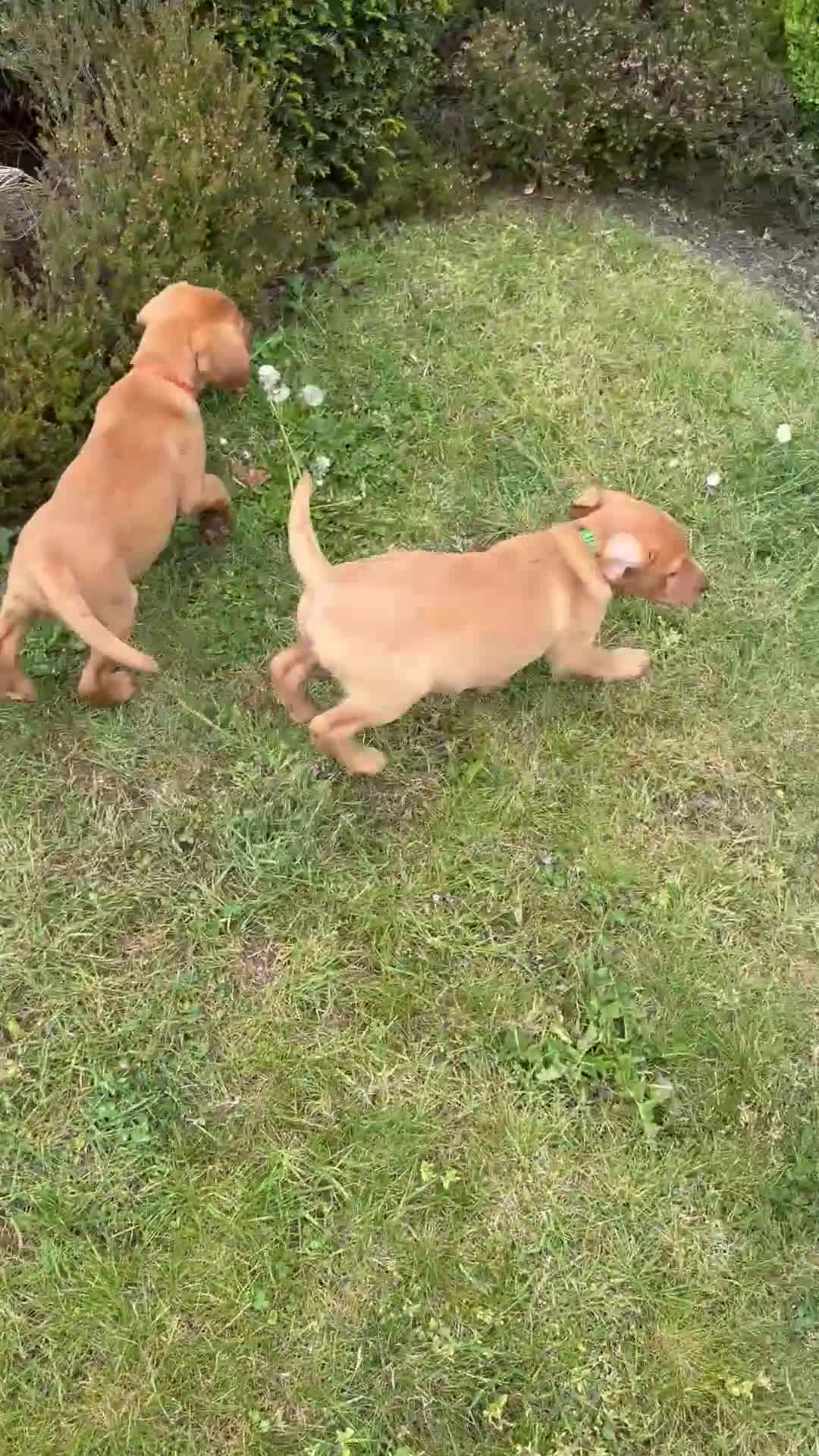 Labrador Retriever dogs for sale: ⭐️READY TO LEAVE NOW kcregistered Labrador puppies - Video 2