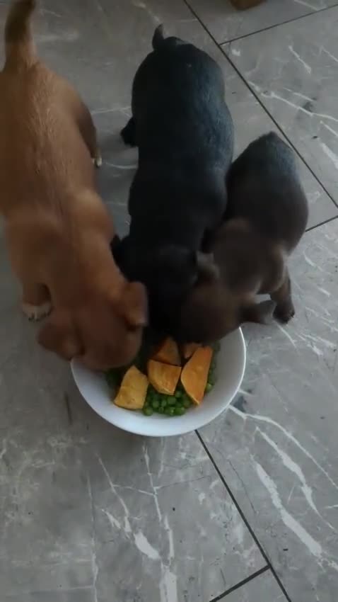 Mixed Breed dogs for sale: Last 3 mixed breed puppies available  - Video 1