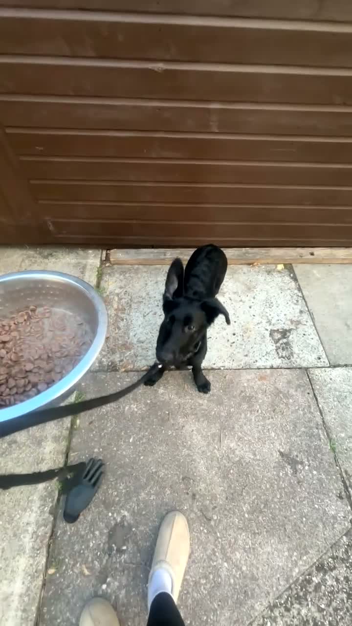German Shepherd dogs for sale: German shepherd  in London - Video 1