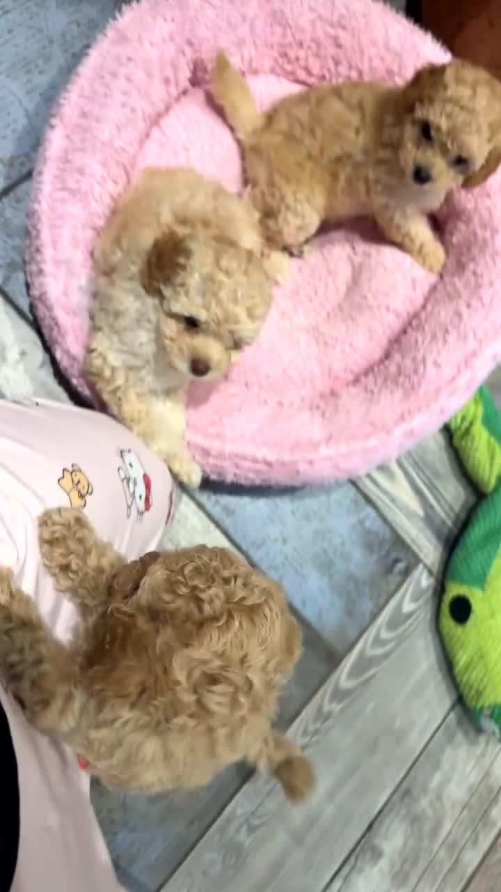 Cavapoo dogs for sale: 💙READY NOW💙  male cavapoo FHT  - Video 4