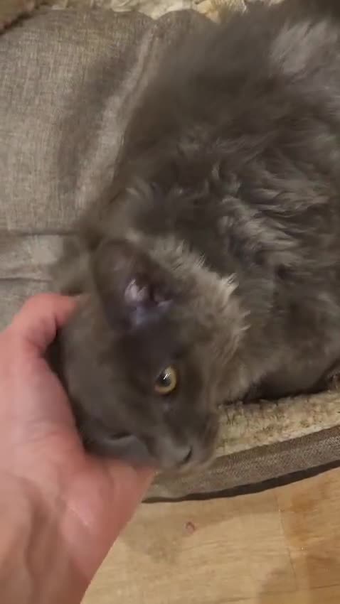 Maine Coon cats for sale: STUNNING MAINE COON SMOKE (tica activereg ) - Video 1