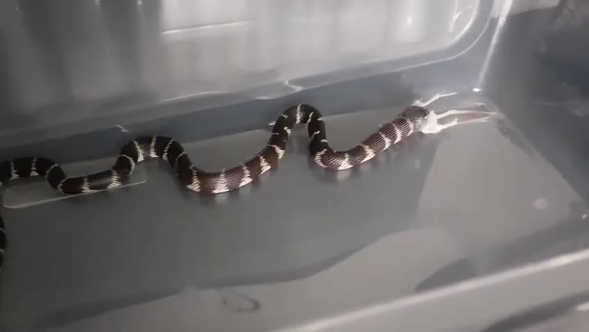 King Snake reptiles for sale: California King Snake - Cecil in Nottingham - Video 1