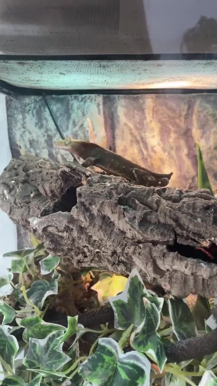 Gecko reptiles for sale: Pascal the Crested Gecko in Trowbridge - Video 2