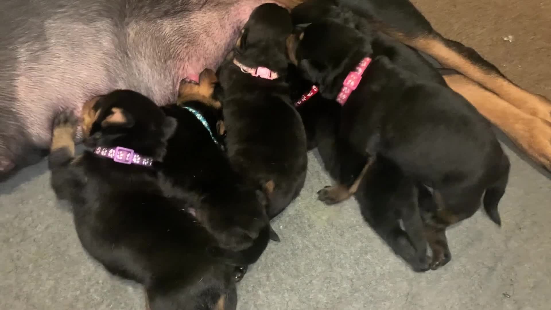 Rottweiler dogs for sale: Rottweiler puppies for sale - Video 1