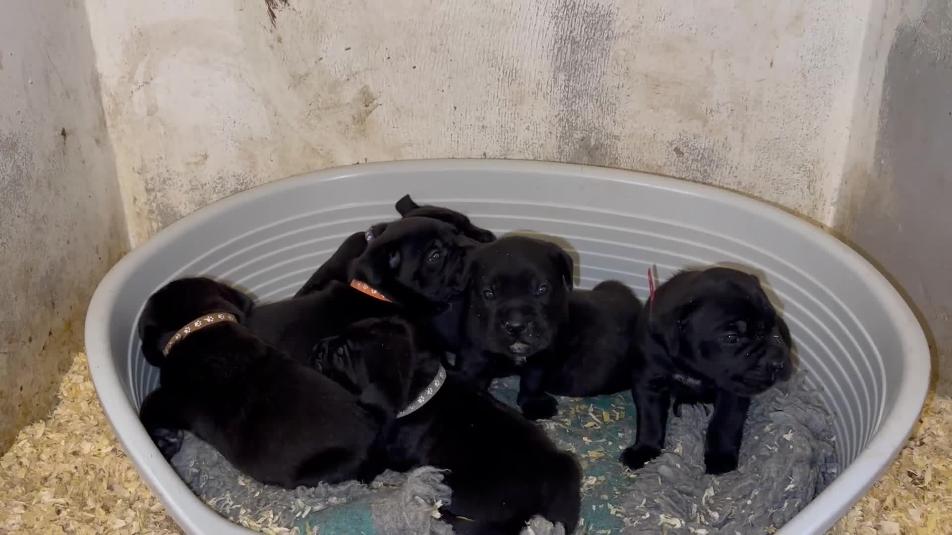 Cane Corso dogs for sale:  🐾 Exceptional bloodlines 🐾 - Video 1