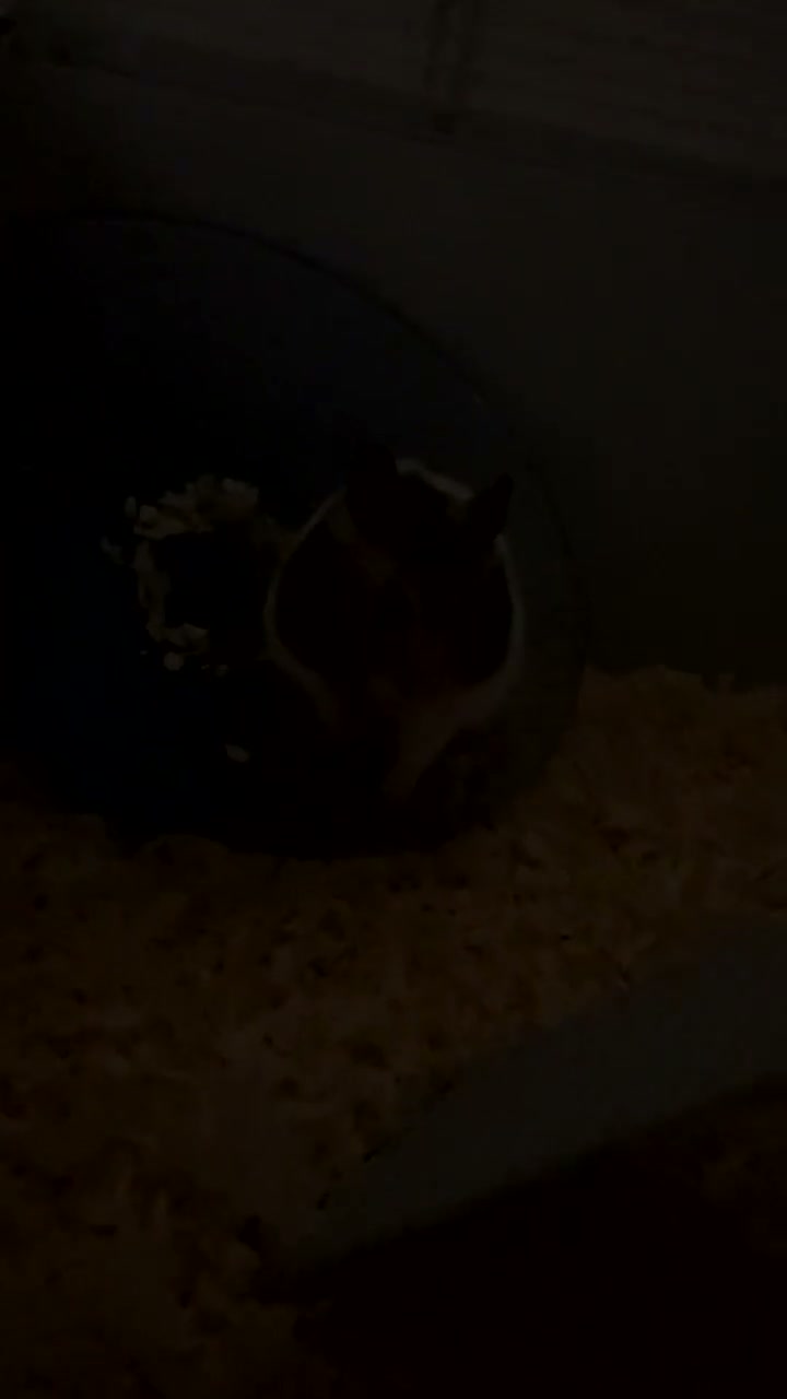 Hamster rodents for sale: Male Hamster for sale in Feltham - Video 1