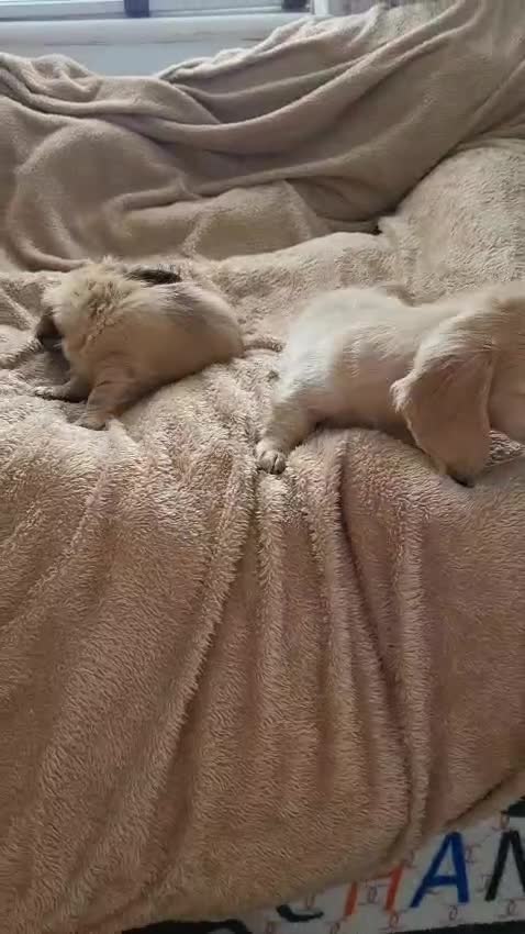 Dachshund dogs for sale: Miniature dachshunds - Video 2