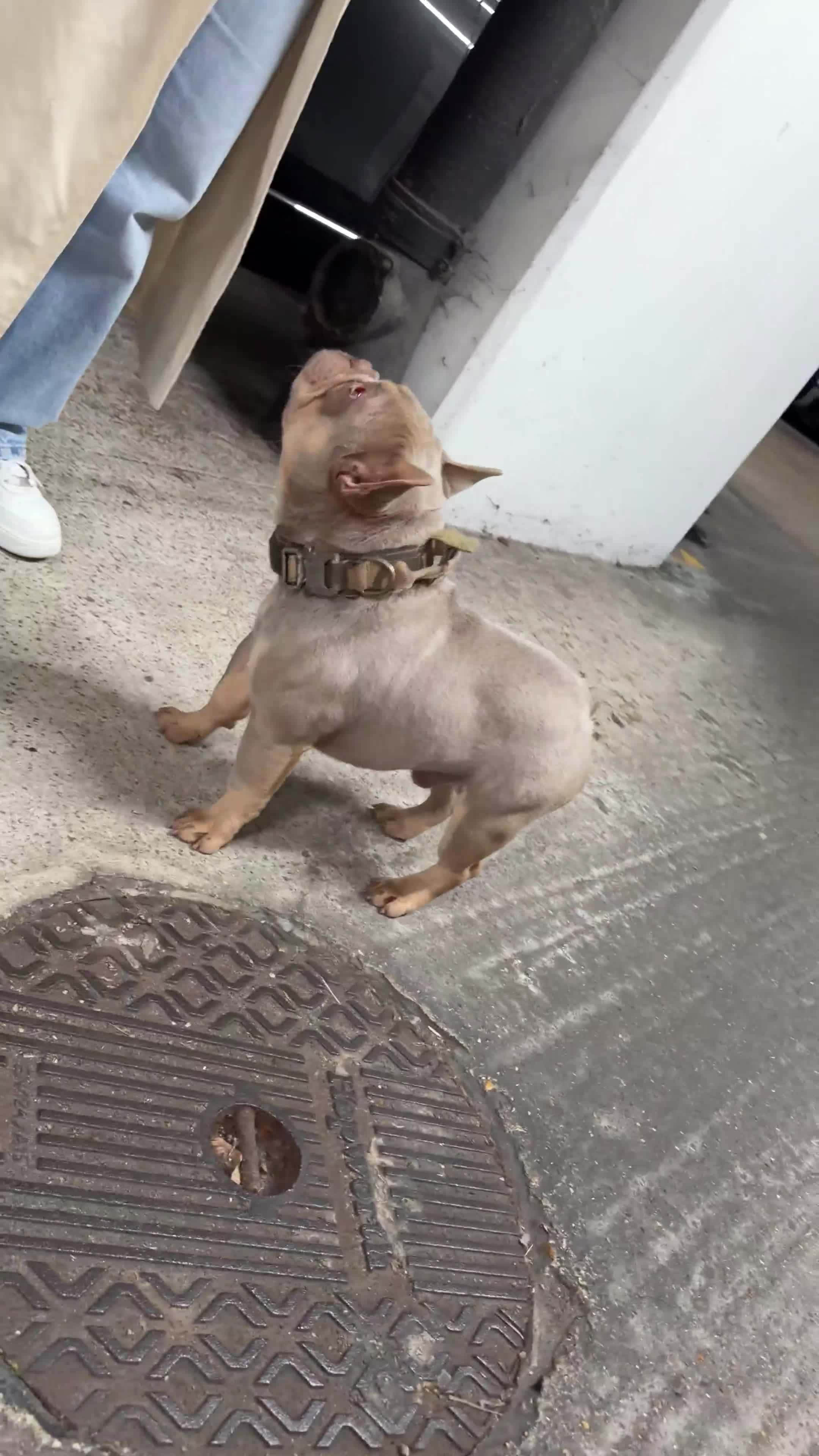 French Bulldog dogs for sale: Micro Isabella & Tan Male French Bulldog - Video 2