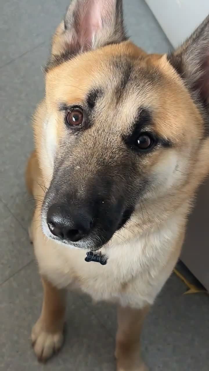 Mixed Breed dogs for sale: Beautiful mixed breed dog  - Video 2