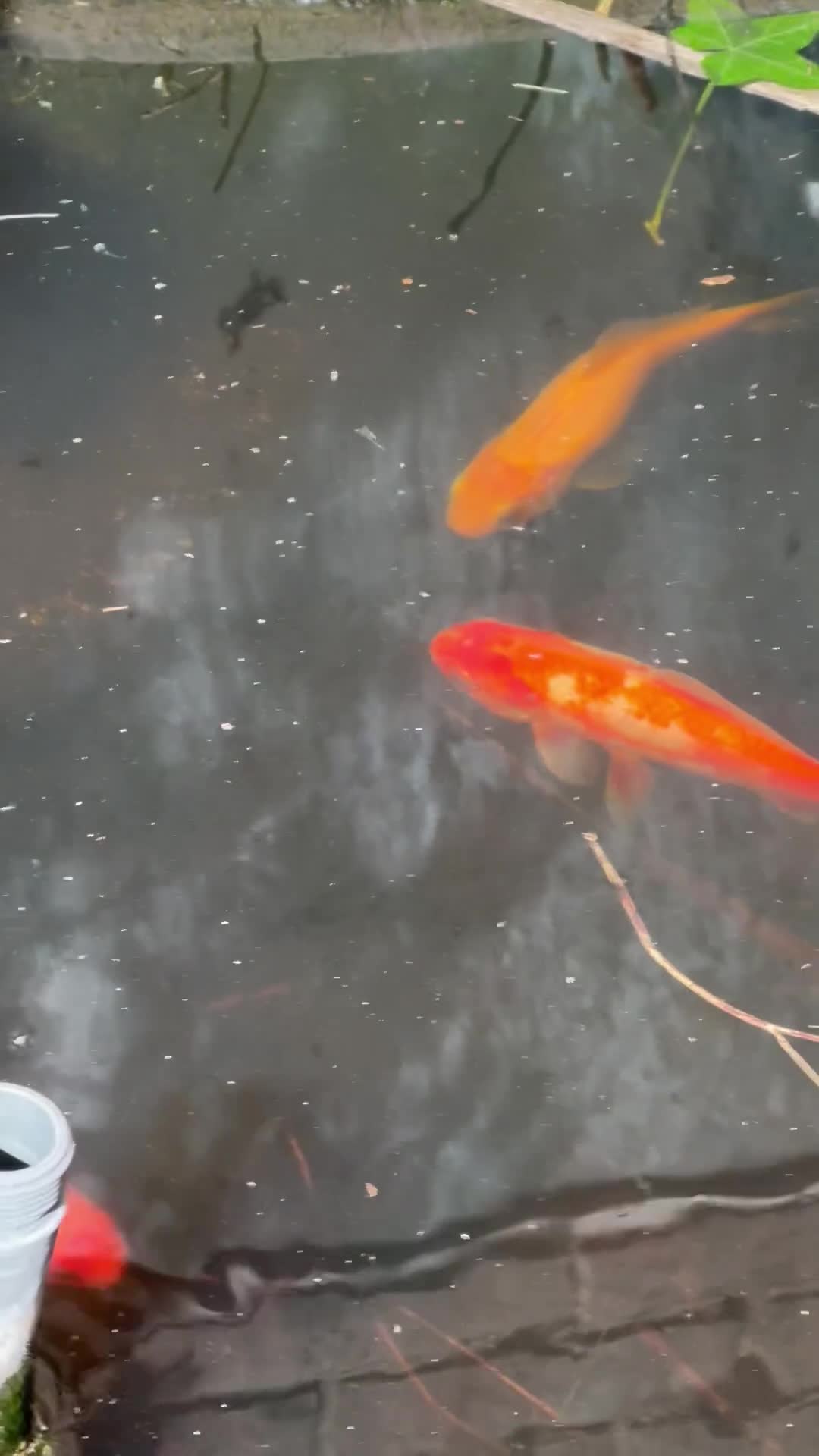 Goldfish fish for sale: Goldfish to rehome in Watford - Video 1