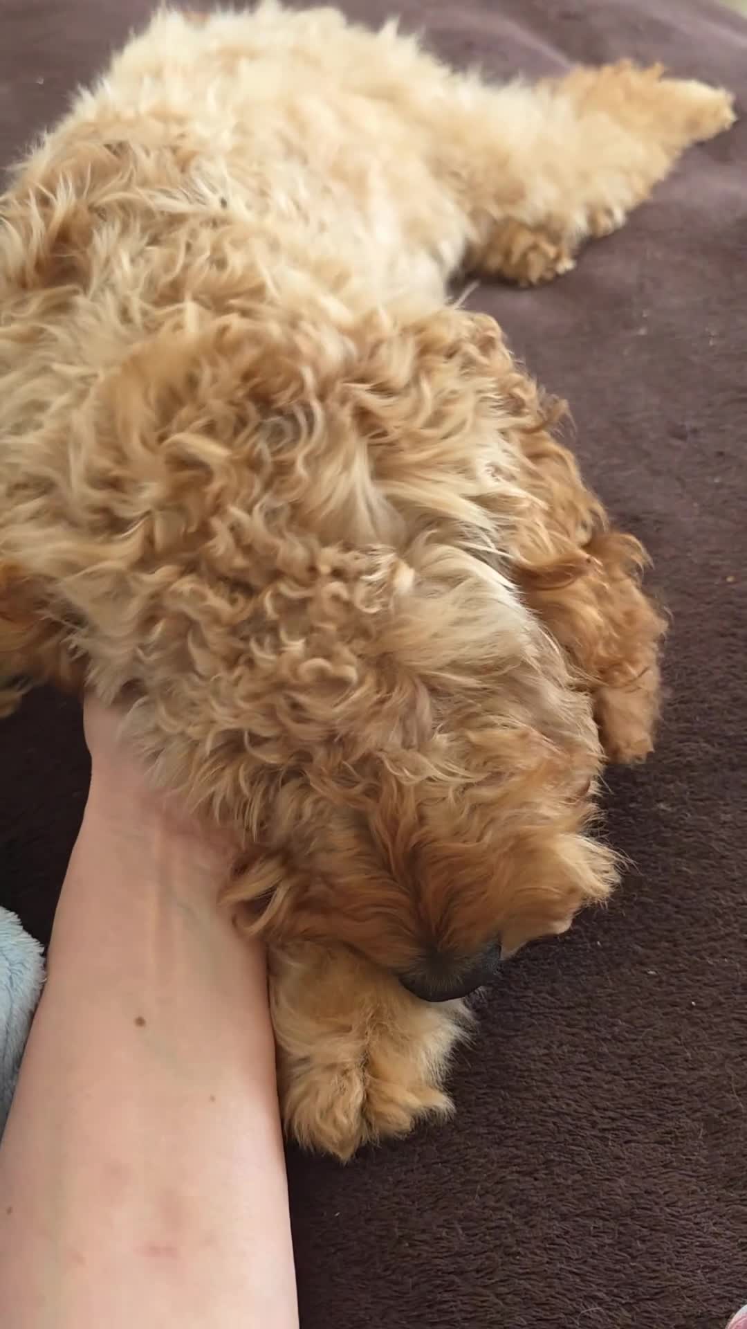 Cockapoo dogs for sale: Cockapoo Puppy – Friendly and Healthy in Kingston upon Thames - Video 2
