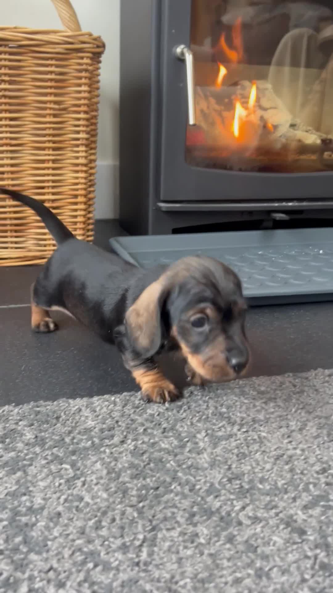 Miniature Dachshund dogs for sale: Miniature Dachshund - Video 3