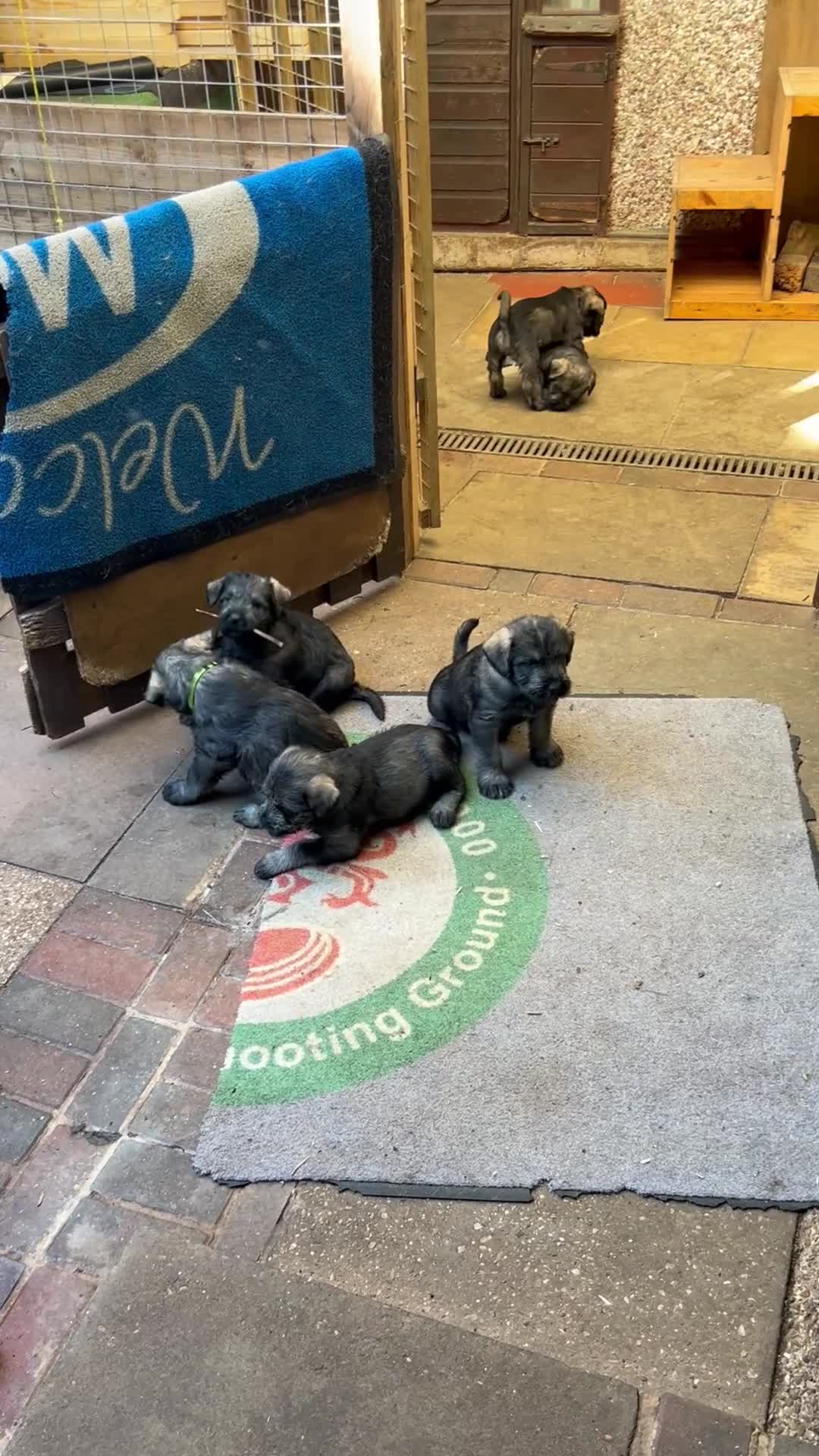 Giant Schnauzer dogs for sale: KC reg , Pepper and Salt giant schnauzer puppies. - Video 1