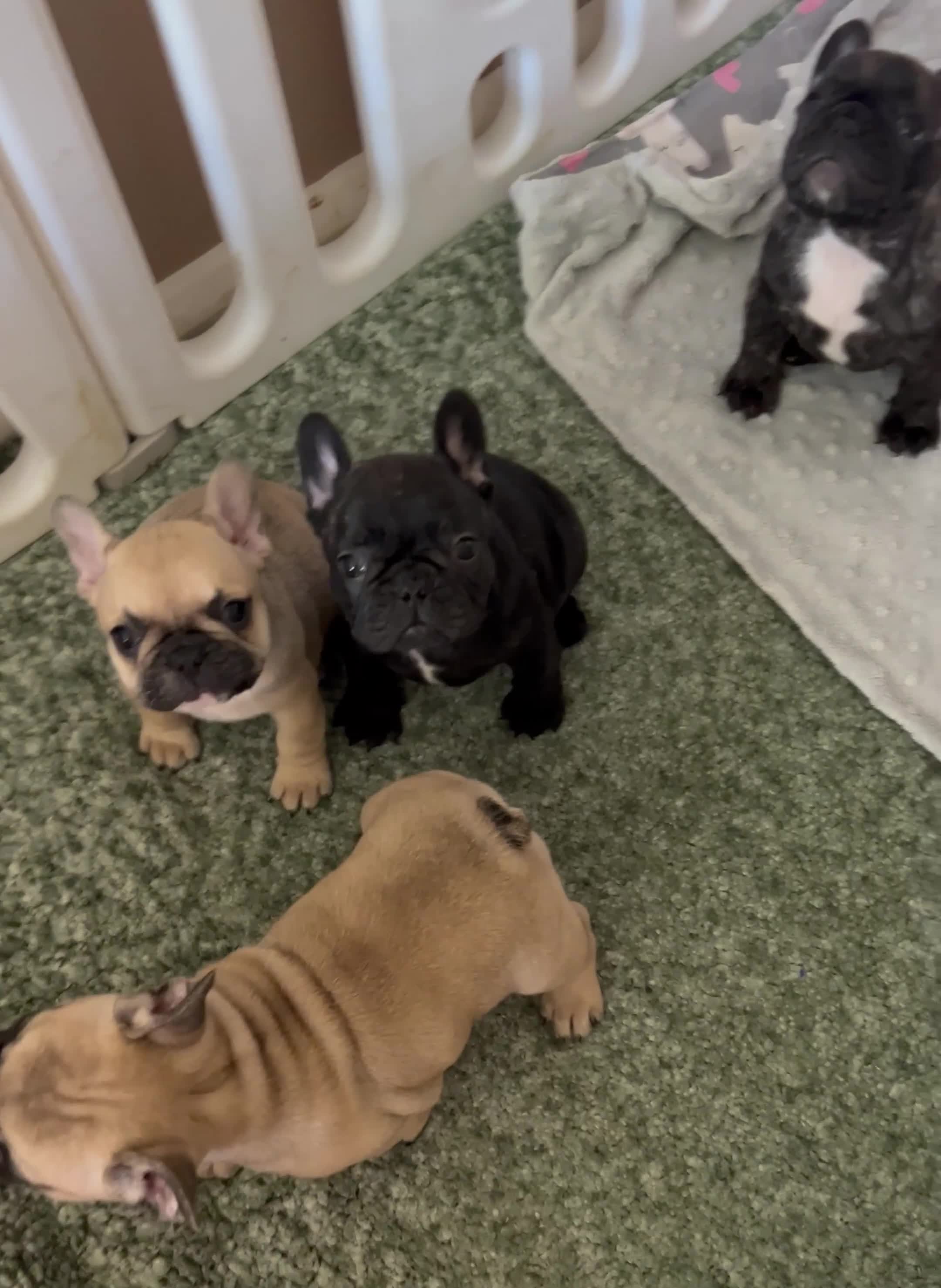 French Bulldog dogs for sale: KC wonderful French Bulldog puppies🐾 - Video 2