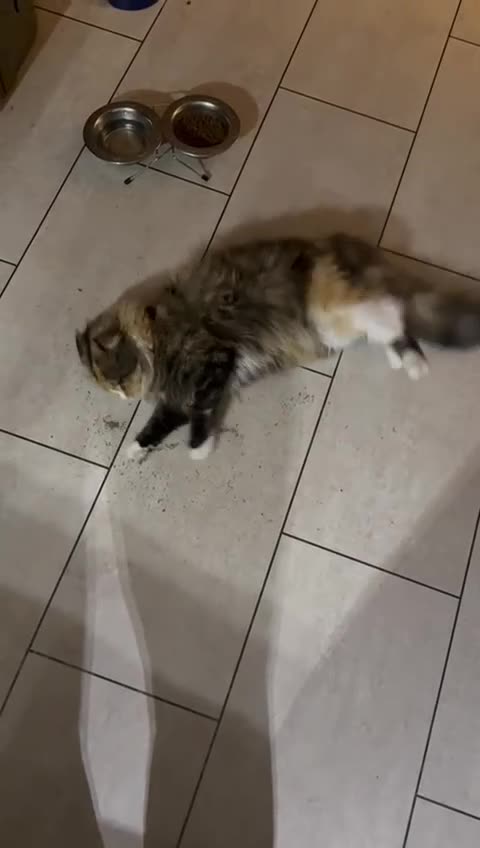 Maine Coon cats for sale: Adorable half Tortoiseshell Maine coon kittens - Video 1