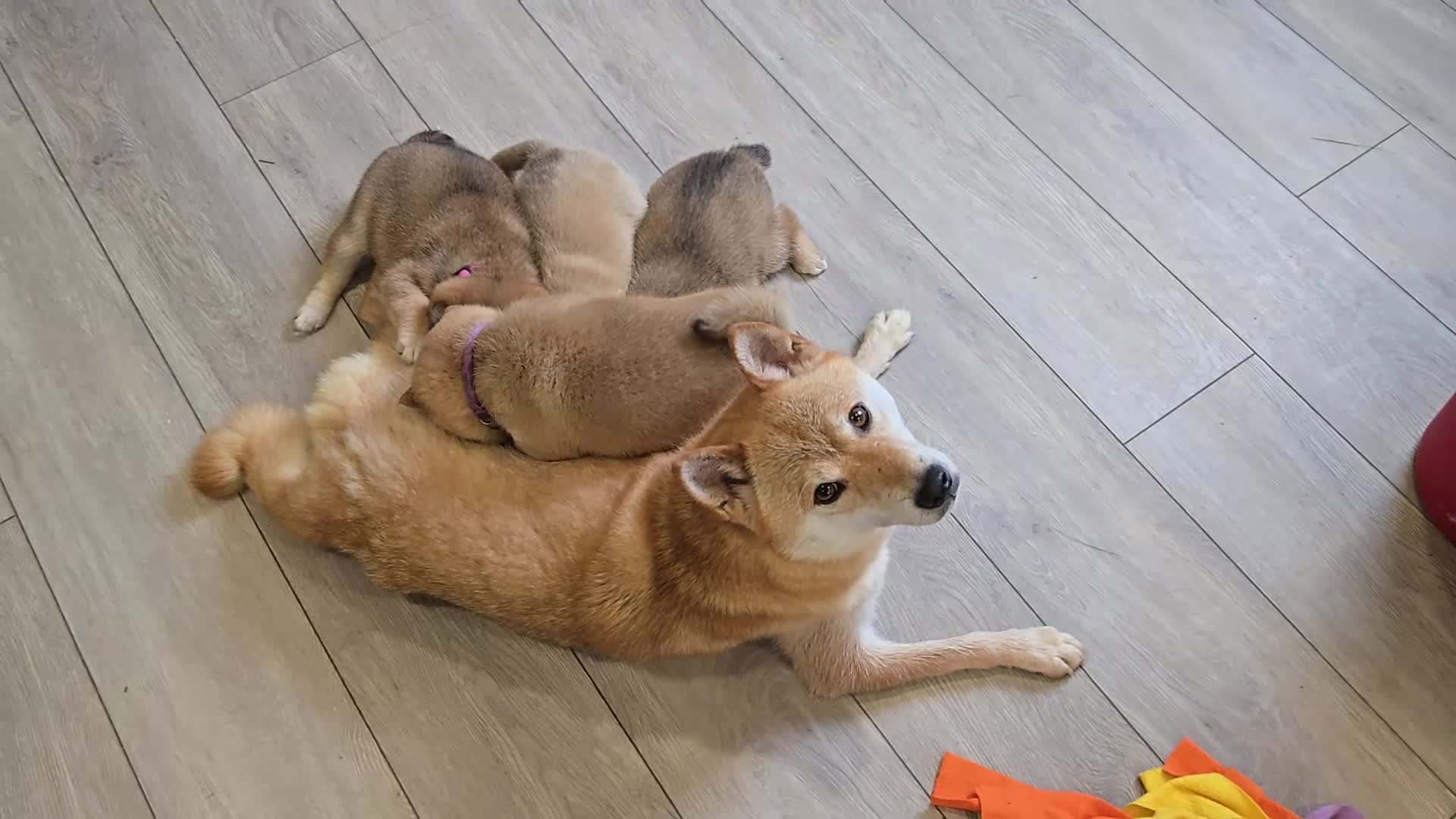 Japanese Shiba Inu dogs for sale: Stunning little Shibas - Video 1
