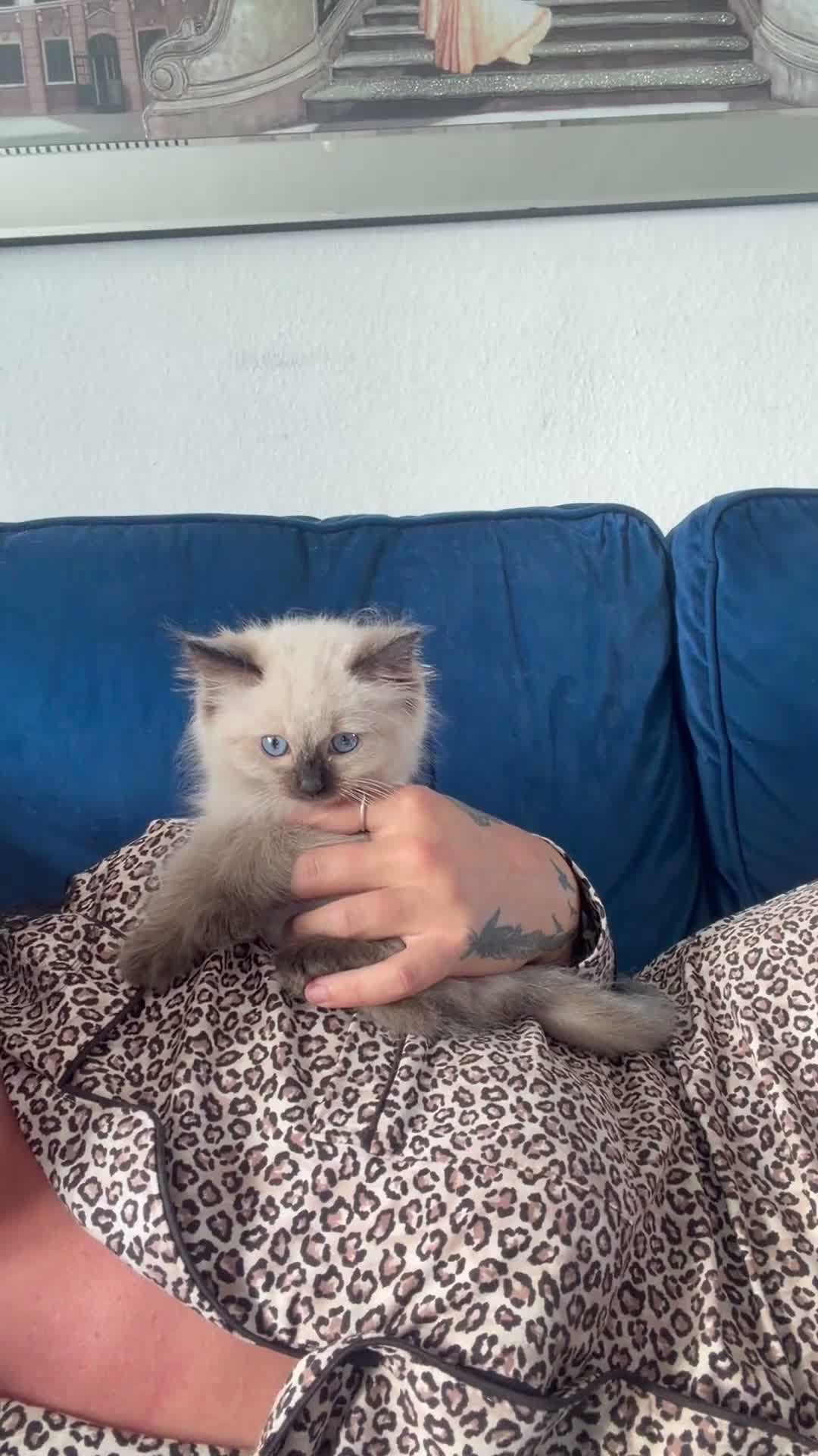 Ragdoll cats for sale: 1 girl left Seal point ragdoll - Video 2