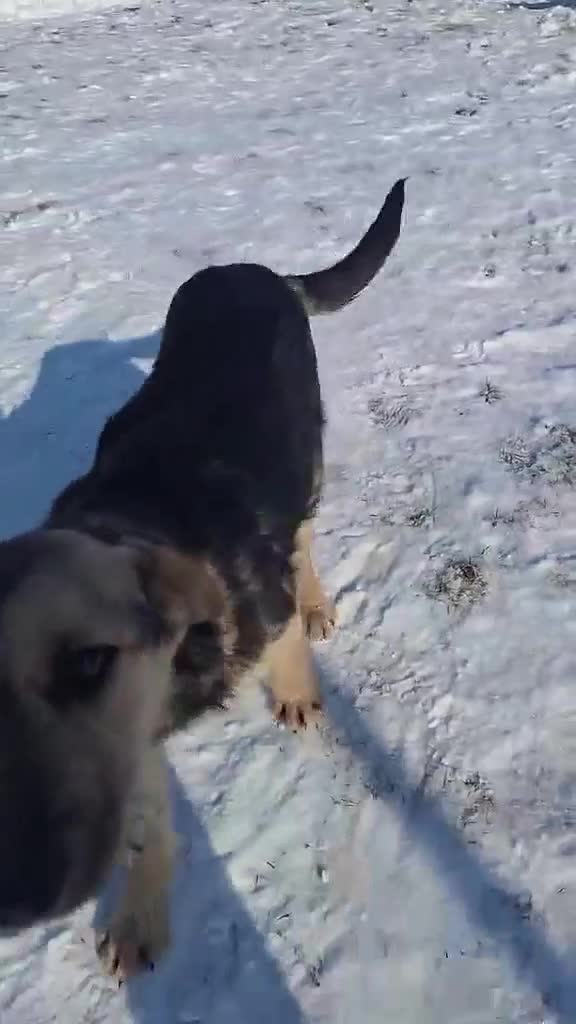 Mixed Breed dogs for adoption: Agatha for adoption in Chelmsford - Video 1