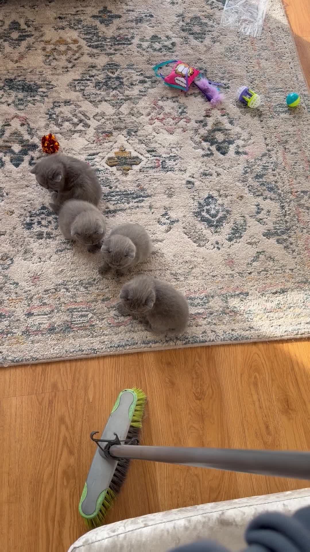 British Shorthair cats for sale: 3 BSH Kittens left! - Video 1