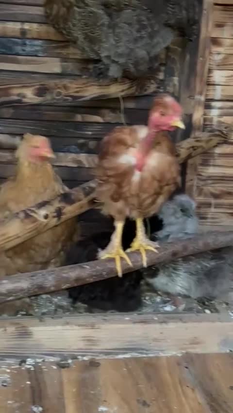 Hens poultry for sale: Hens x 6 - Video 1