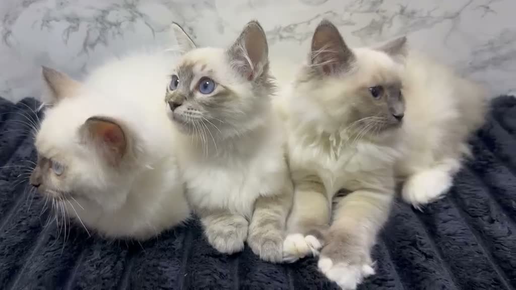Ragdoll cats for sale:  🌸 GCCF/TICA Registered Pedigree Ragdoll Kittens  - Video 1