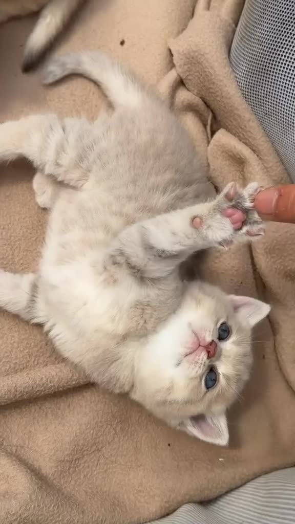 British Shorthair cats for sale: British Shorthair cats - Video 2